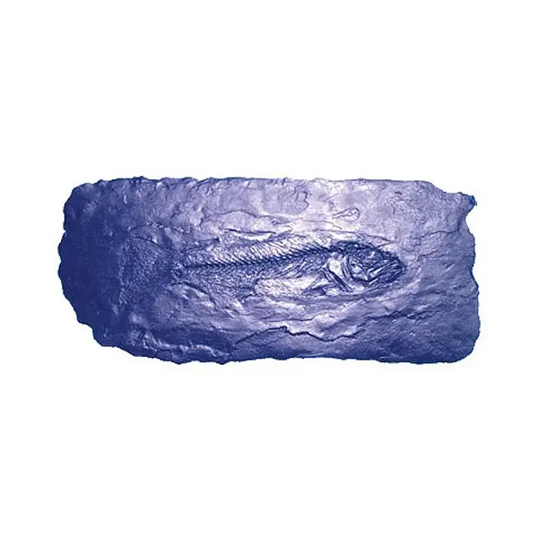 BonWay Expert Fossil Stamp, Fish, Impression Size 13" x 4", 32-682